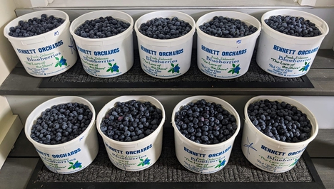 Rows and rows of full blueberry buckets on a step that were picked at Bennett Orchards. 